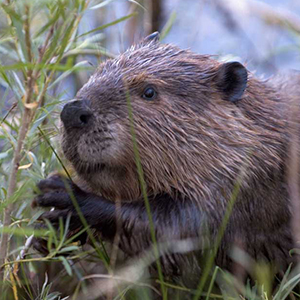 beaver