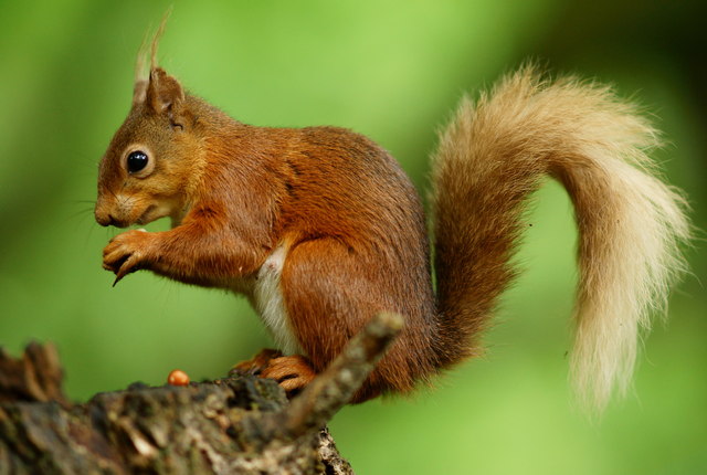 squirrel with nut