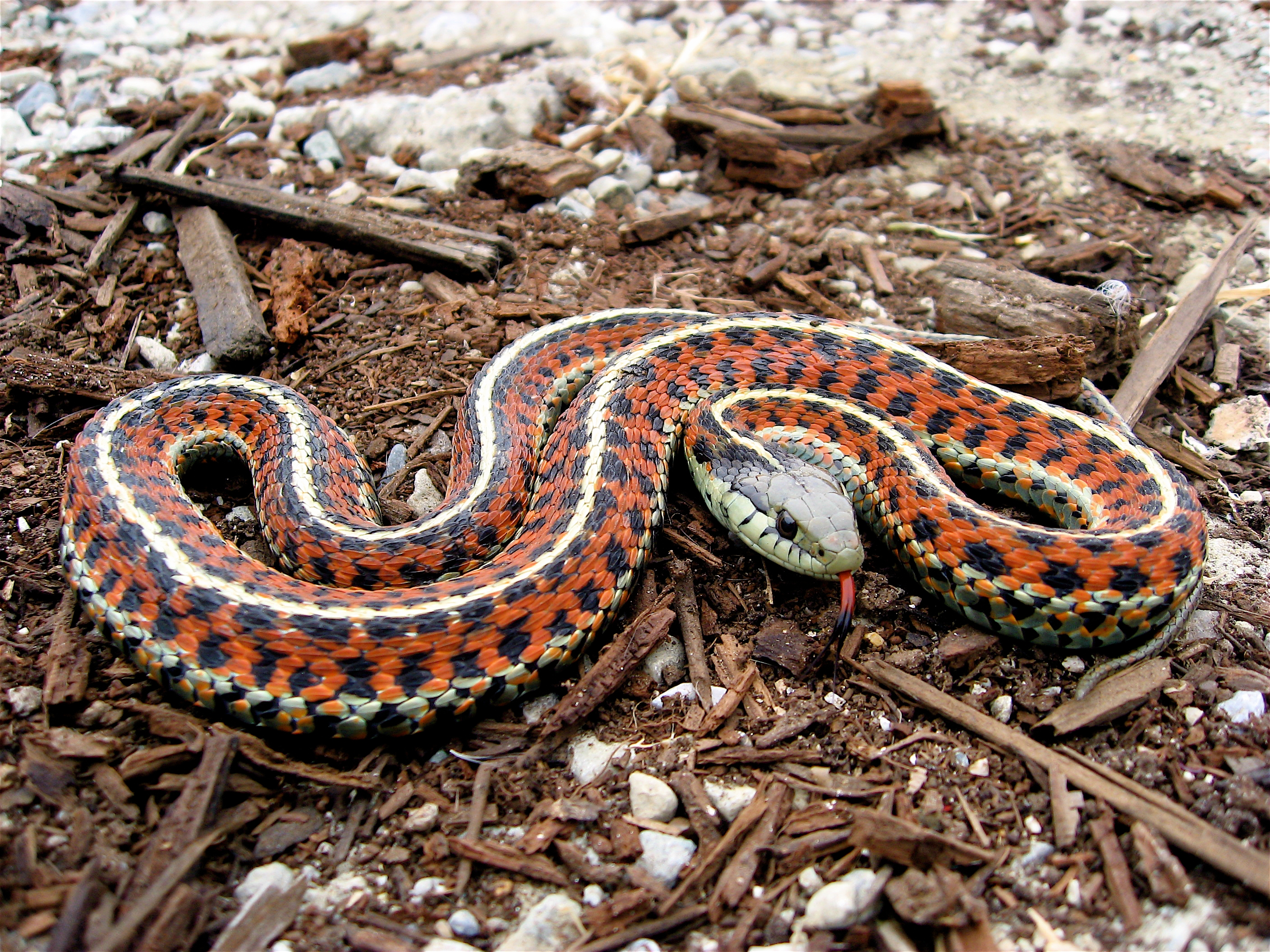 red garter snake
