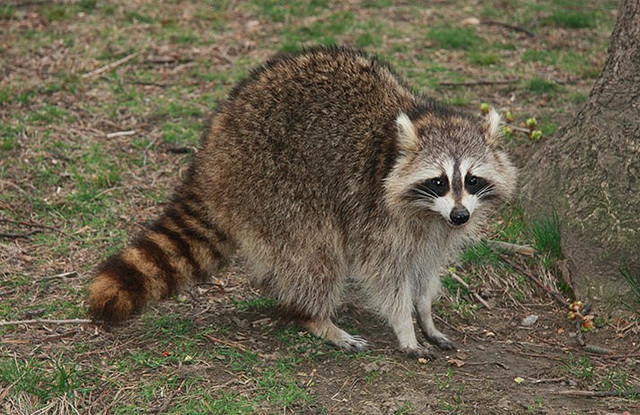 raccoon