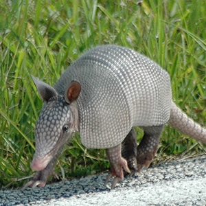 armadillo 