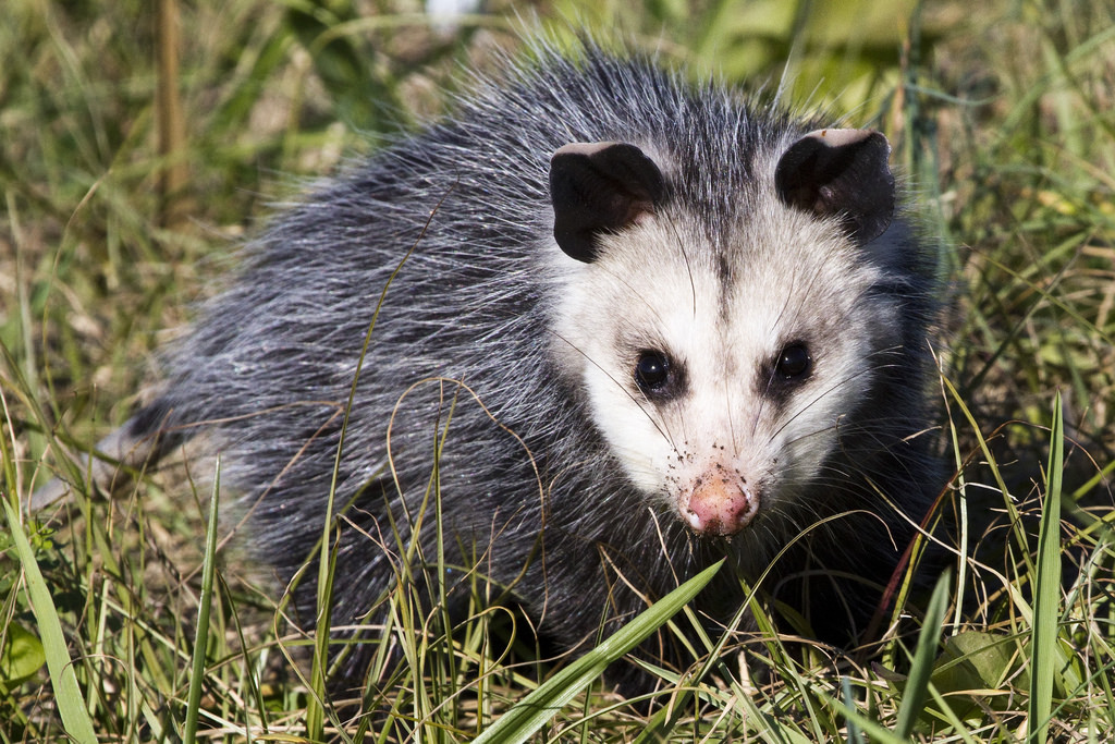 opossum in field